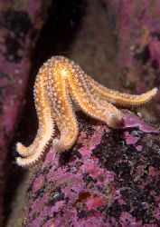 Starfish.
Isle of Harris.
D200, 60mm. by Mark Thomas 